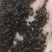 黑蚂蚁红蚂蚂蚁药厂货干货足干货打粉蚂蚁现货交易