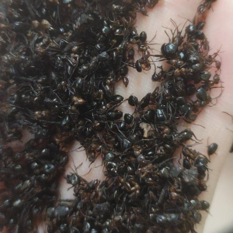 黑蚂蚁红蚂蚂蚁药厂货干货足干货打粉蚂蚁现货交易