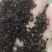 黑蚂蚁红蚂蚂蚁药厂货干货足干货打粉蚂蚁现货交易