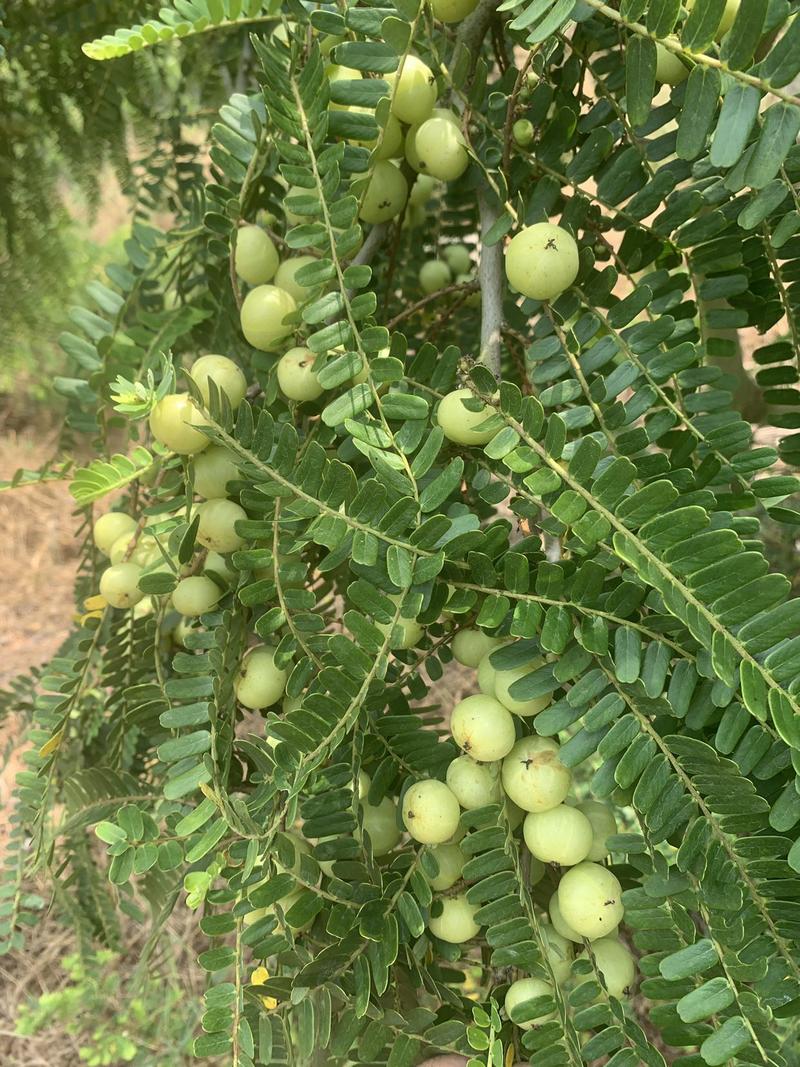 余甘果牛甘果油甘果油金子