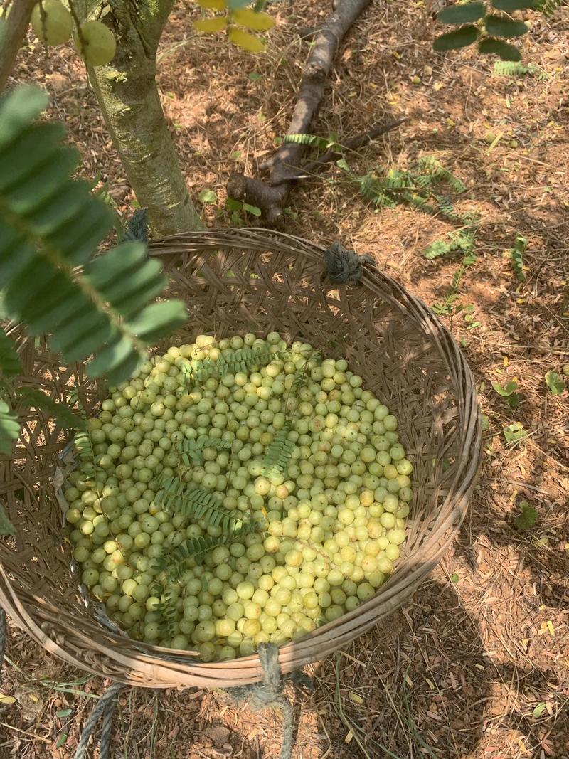 余甘果牛甘果油甘果油金子