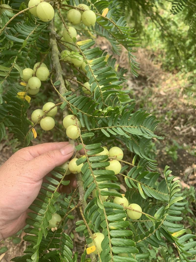 余甘果牛甘果油甘果油金子