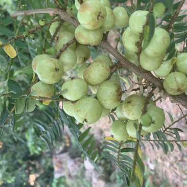 余甘果牛甘果油甘果油金子