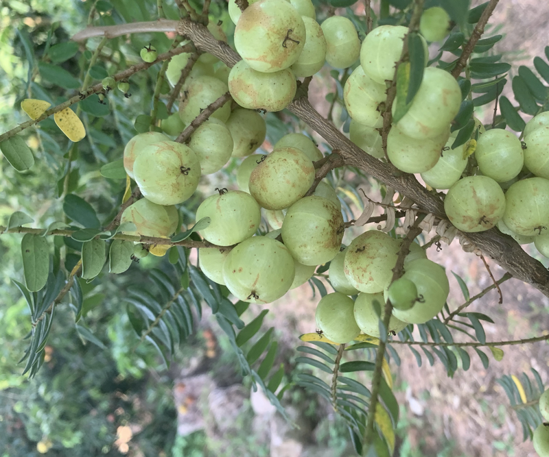 余甘果牛甘果油甘果油金子