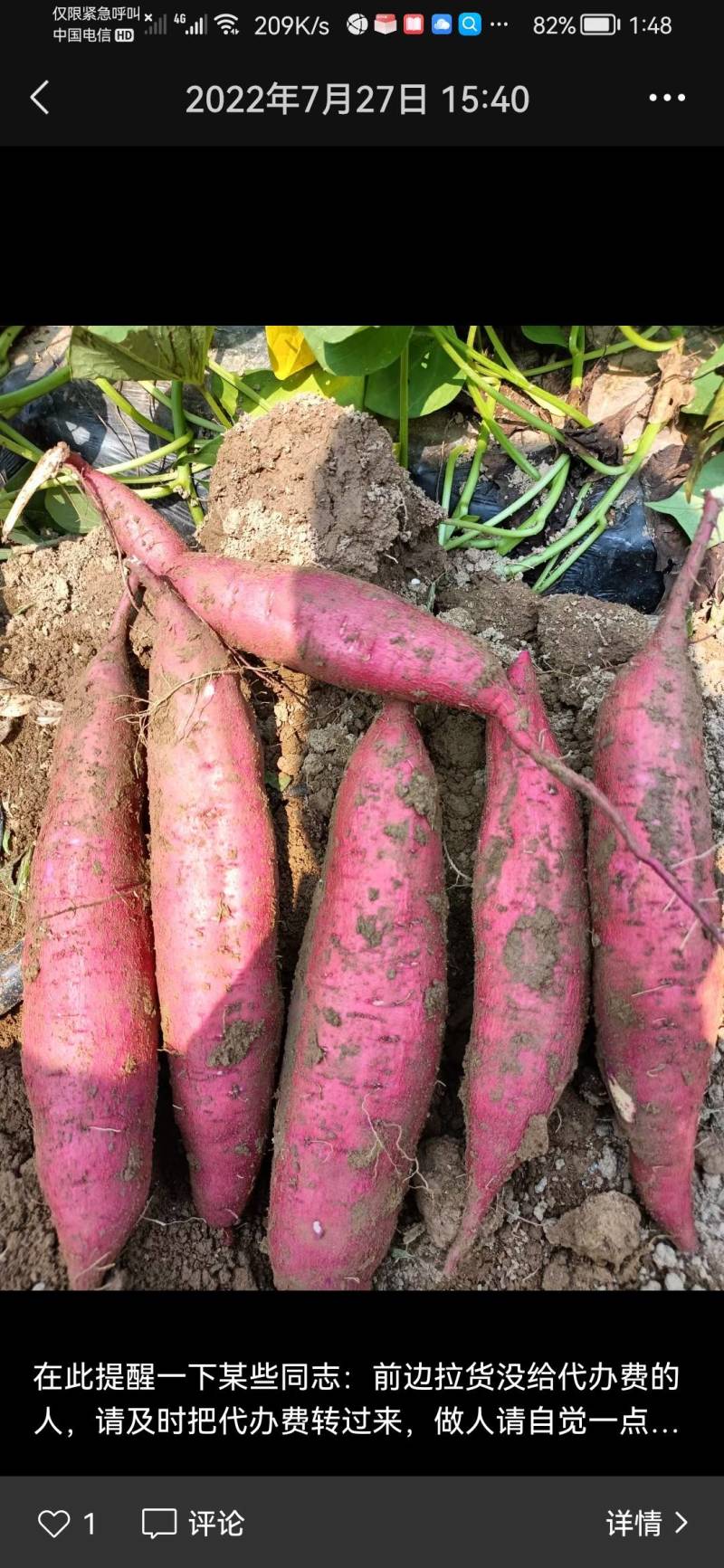 【板栗红薯】陕西红薯货量大承接加工批发视频看货实地看货定货