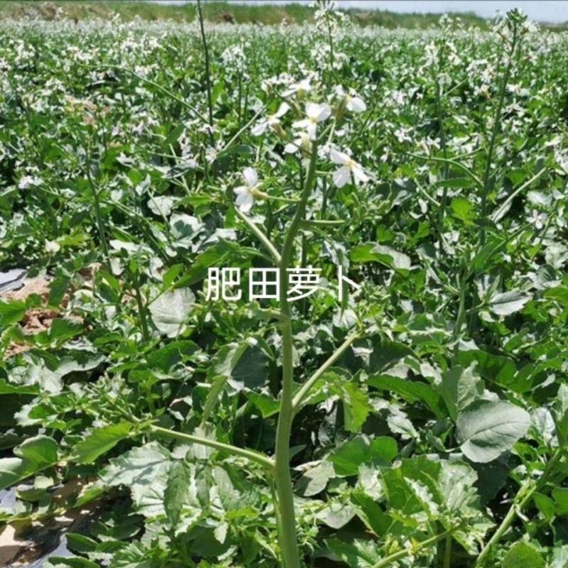 肥田萝卜种子肥田萝卜种籽绿肥蚕豆紫云英白三叶种孑优质绿肥
