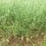 肥田萝卜种子肥田萝卜种籽绿肥蚕豆紫云英白三叶种孑优质绿肥