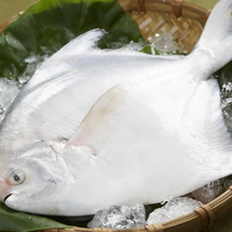 白鲳鲳鱼印度白鲳白鲳食人鲳鲳鱼