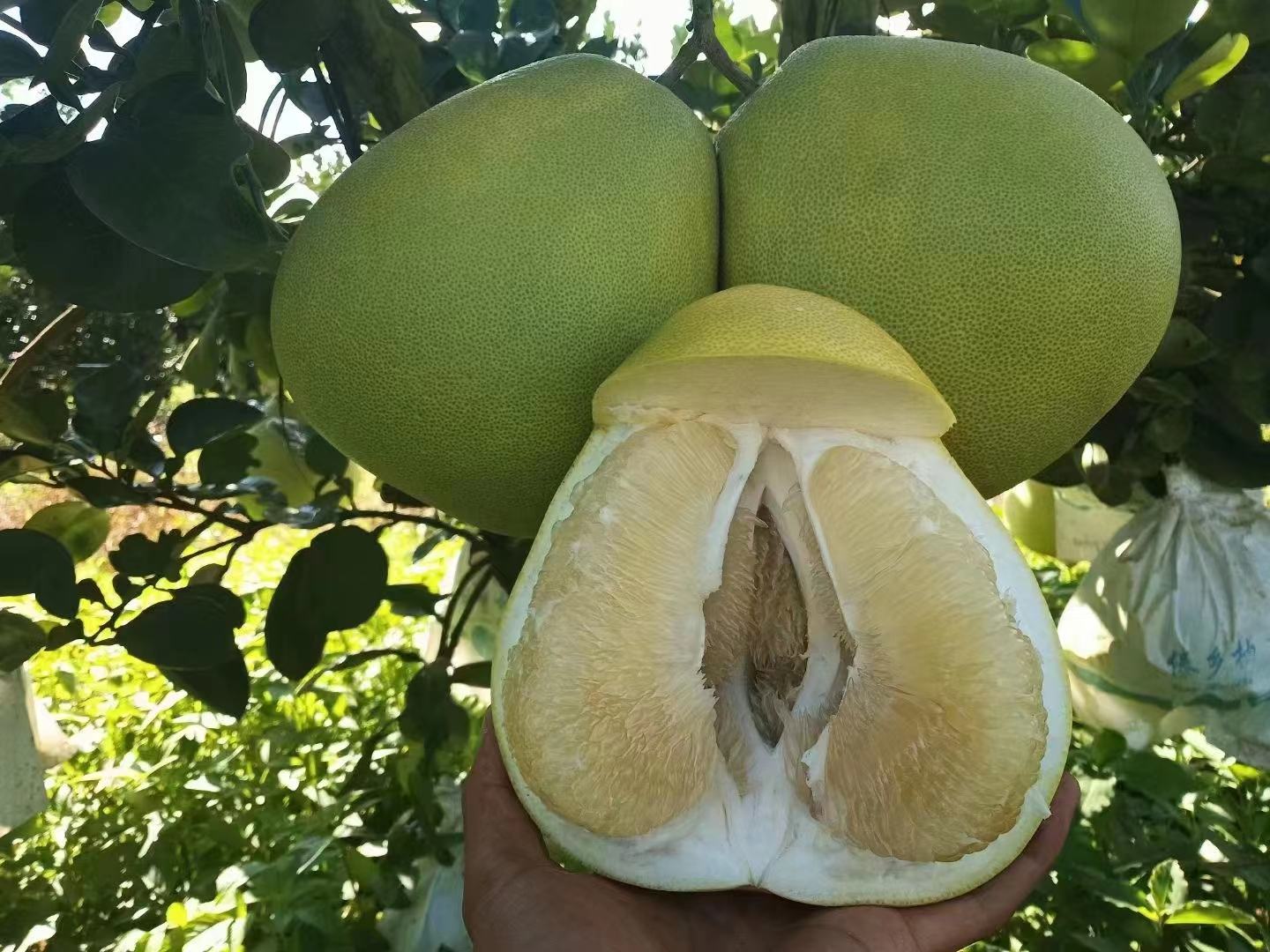 柚子果蒂状态对比图