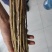 金蝉卵枝，杨树卵枝，白蜡卵枝，绿化树苗，白蜡，国槐，榆树