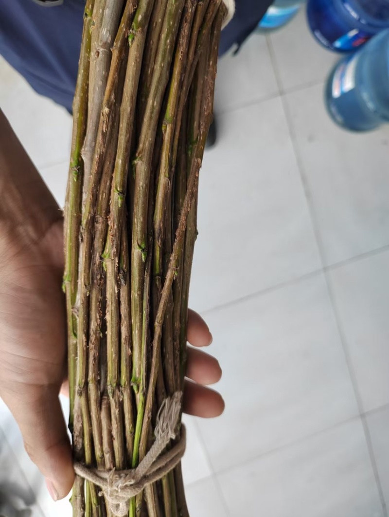 金蝉卵枝，杨树卵枝，白蜡卵枝，绿化树苗，白蜡，国槐，榆树
