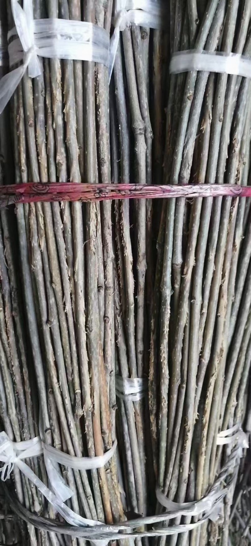 金蝉卵枝，杨树卵枝，白蜡卵枝，绿化树苗，白蜡，国槐，榆树