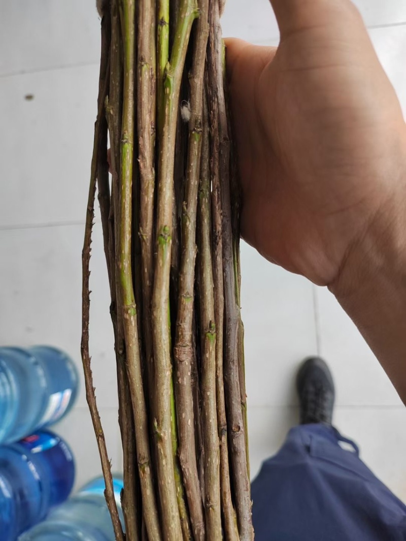 金蝉卵枝，杨树卵枝，白蜡卵枝，绿化树苗，白蜡，国槐，榆树