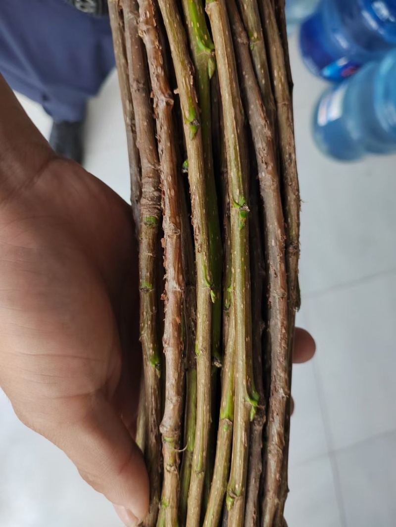 金蝉卵枝，杨树卵枝，白蜡卵枝，绿化树苗，白蜡，国槐，榆树