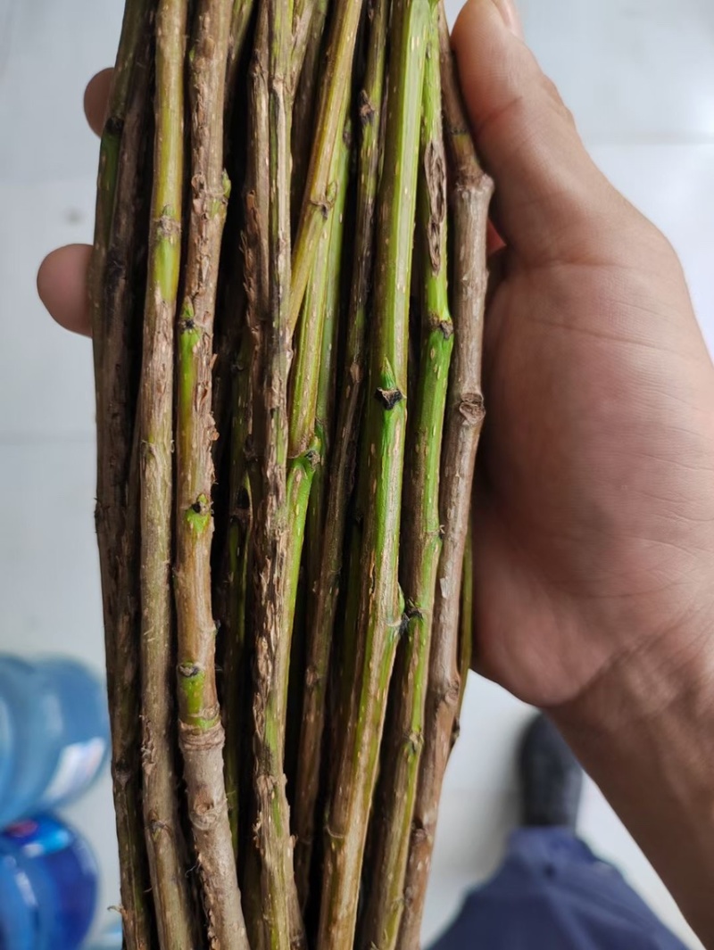 金蝉卵枝，杨树卵枝，白蜡卵枝，绿化树苗，白蜡，国槐，榆树