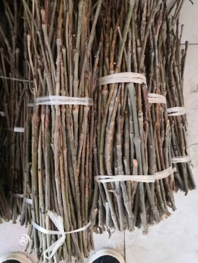 金蝉卵枝，杨树卵枝，白蜡卵枝，绿化树苗，白蜡，国槐，榆树
