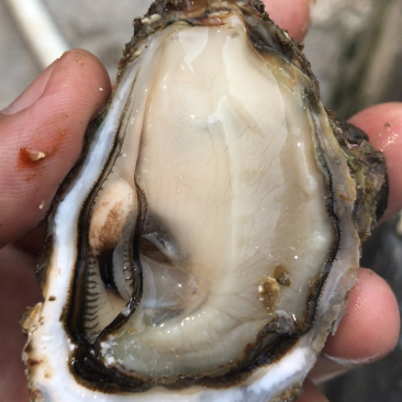 福建深海蚝