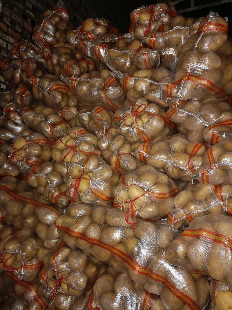 榆林沙地土豆V7土豆希森黄皮黄心大量供货一手货源