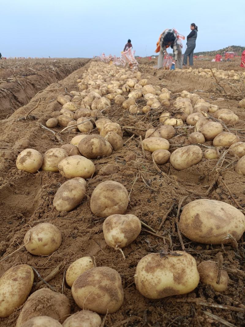 榆林沙地土豆V7土豆希森黄皮黄心大量供货一手货源