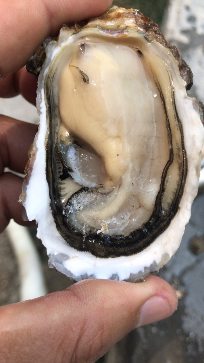 福建深海蚝