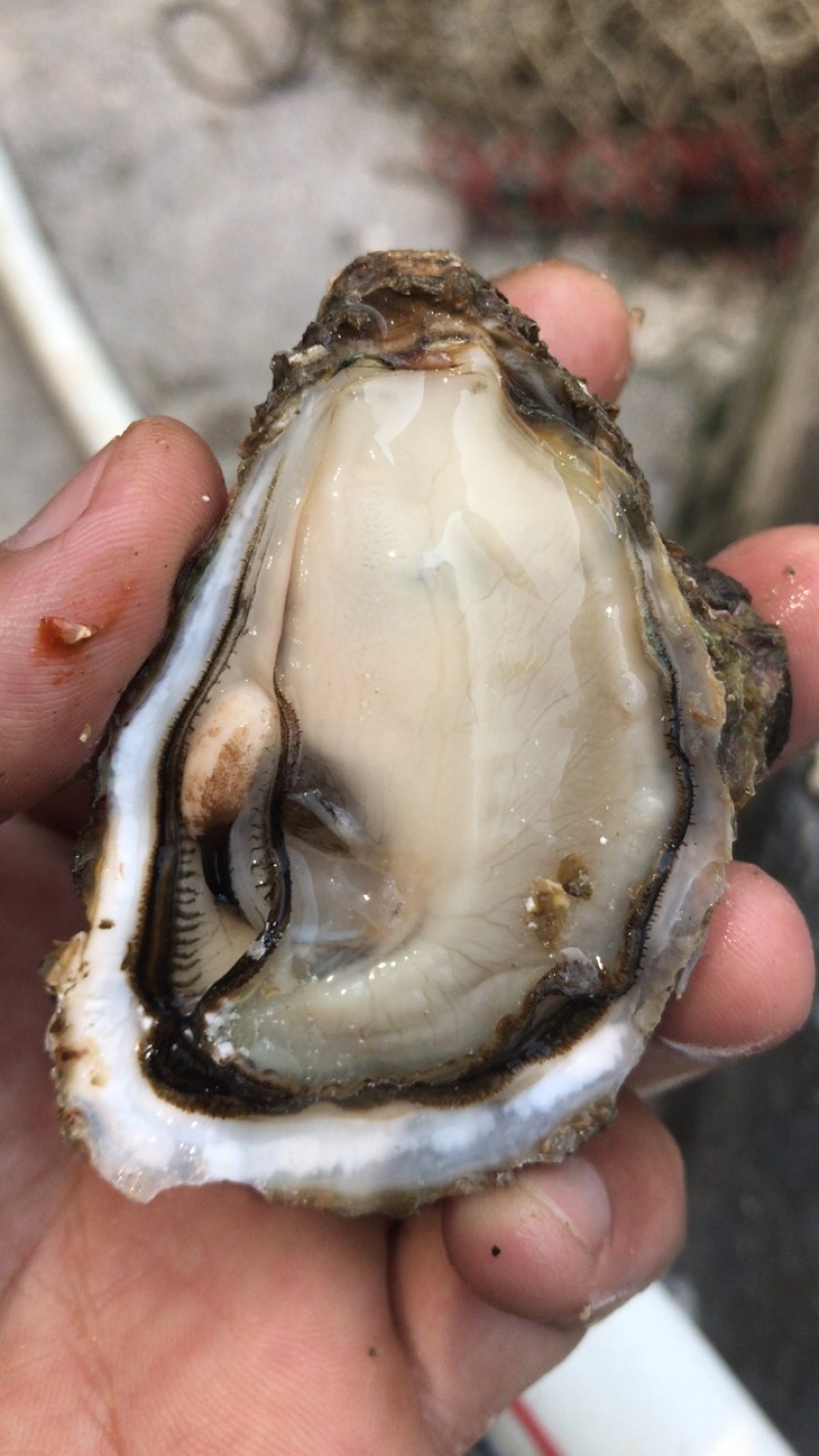 福建深海蚝