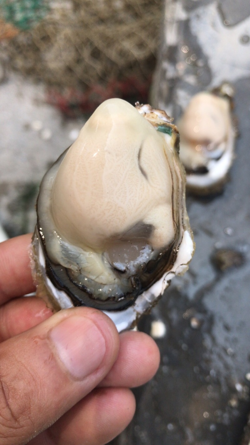福建深海蚝