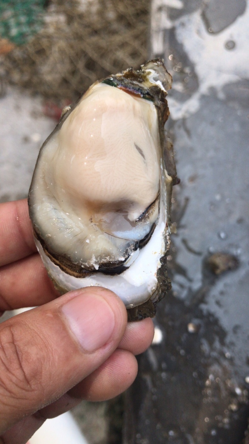 福建深海蚝