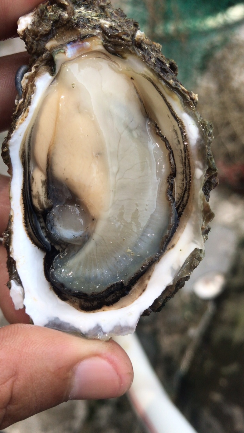 福建深海蚝