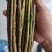 2022年新卵枝大量批发金蝉卵枝杨树卵枝白蜡卵枝