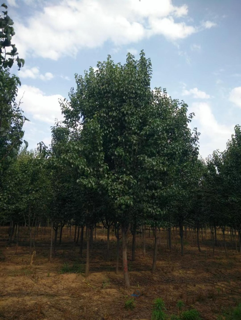 大量出售杜梨彩叶豆梨各种规格齐全/苗木嫁接现场看货订货