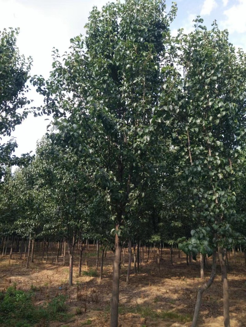 大量出售杜梨彩叶豆梨各种规格齐全/苗木嫁接现场看货订货
