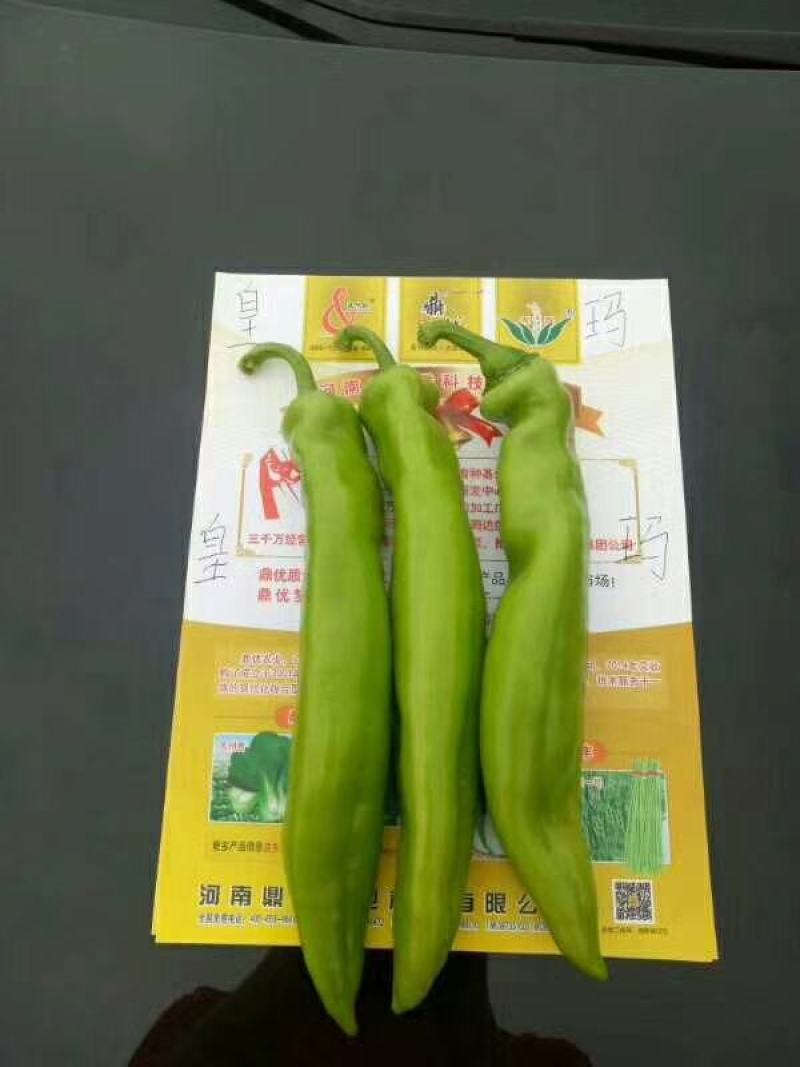 皇玛大果黄绿皮大辣椒种子亩产上万斤耐高温顺直囗感好