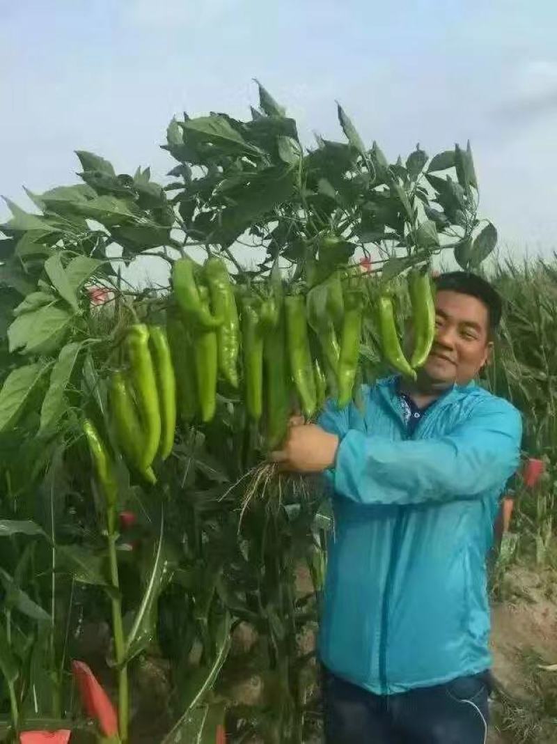 皇玛大果黄绿皮大辣椒种子亩产上万斤耐高温顺直囗感好