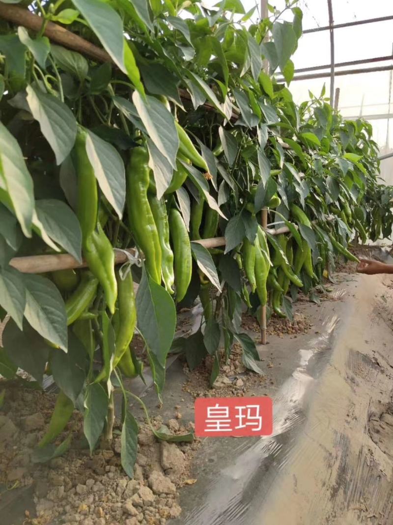 皇玛大果黄绿皮大辣椒种子亩产上万斤耐高温顺直囗感好