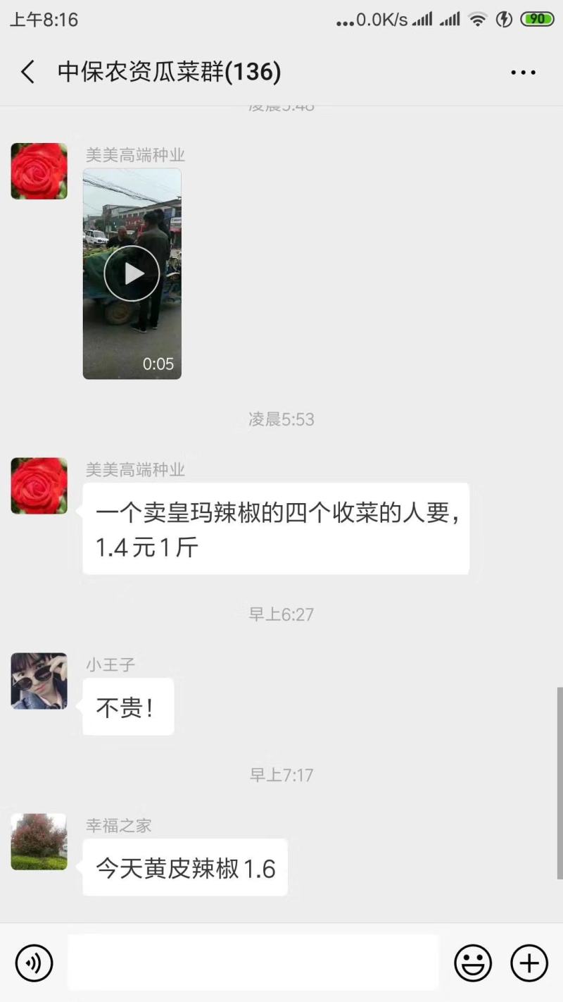 皇玛大果黄绿皮大辣椒种子亩产上万斤耐高温顺直囗感好