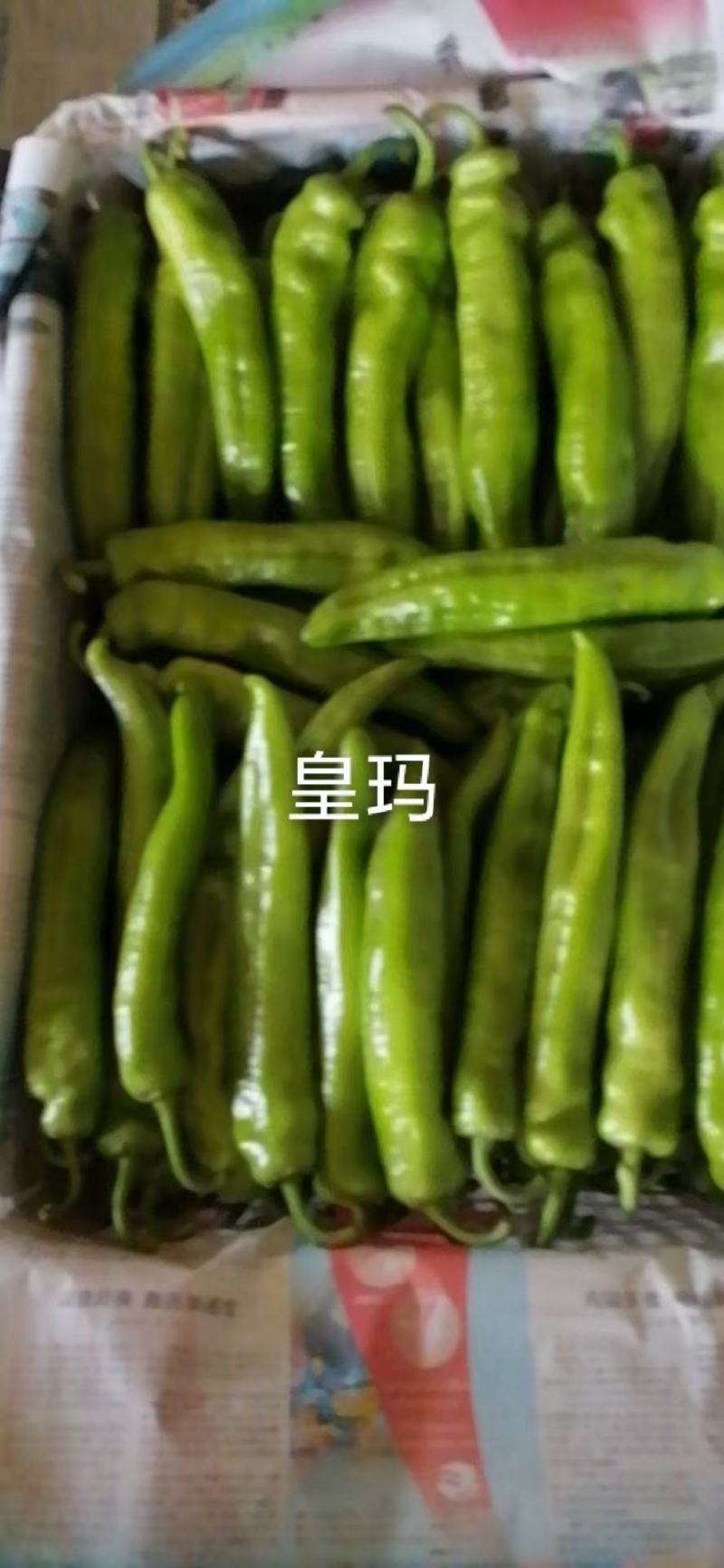 皇玛大果黄绿皮大辣椒种子亩产上万斤耐高温顺直囗感好