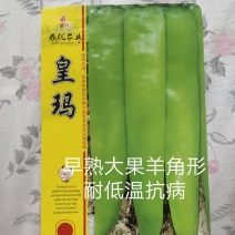 皇玛大果黄绿皮大辣椒种子亩产上万斤耐高温顺直囗感好