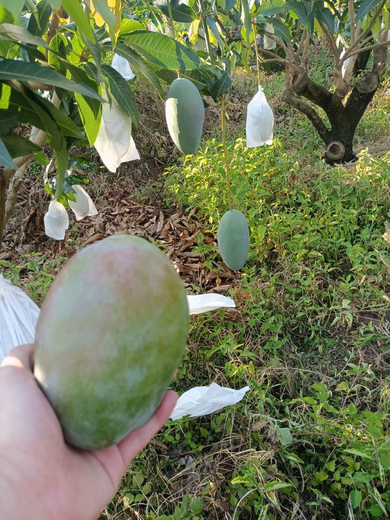 攀枝花凯特芒3/5/9斤一件代发对接电商/微商/直播平台