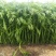 光杆茼蒿种子小叶四季皇帝茼蒿菜种