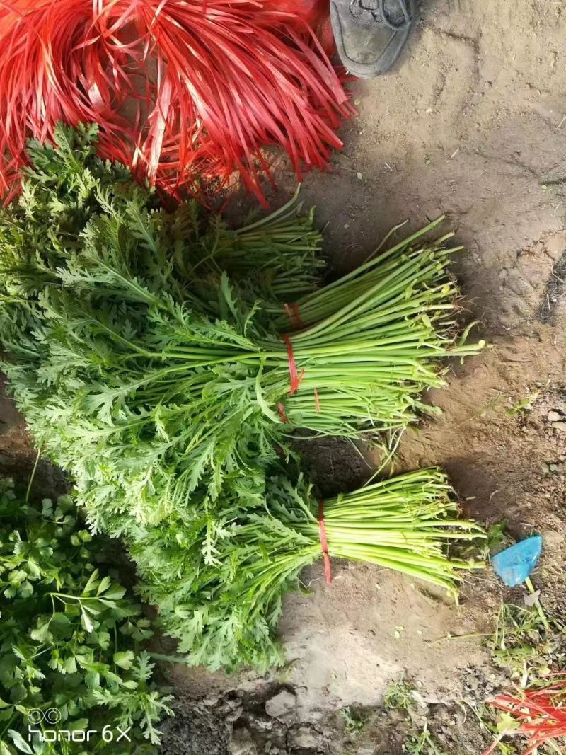 光杆茼蒿种子小叶四季皇帝茼蒿菜种