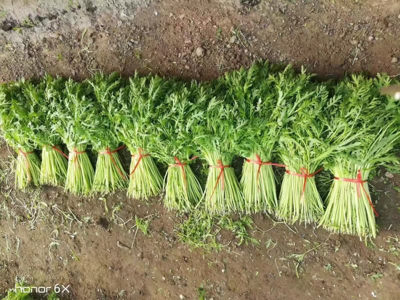 光杆茼蒿种子小叶四季皇帝茼蒿菜种
