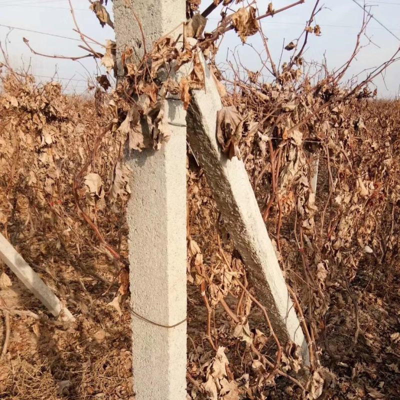 葡萄杆肥乡区葡萄铁丝