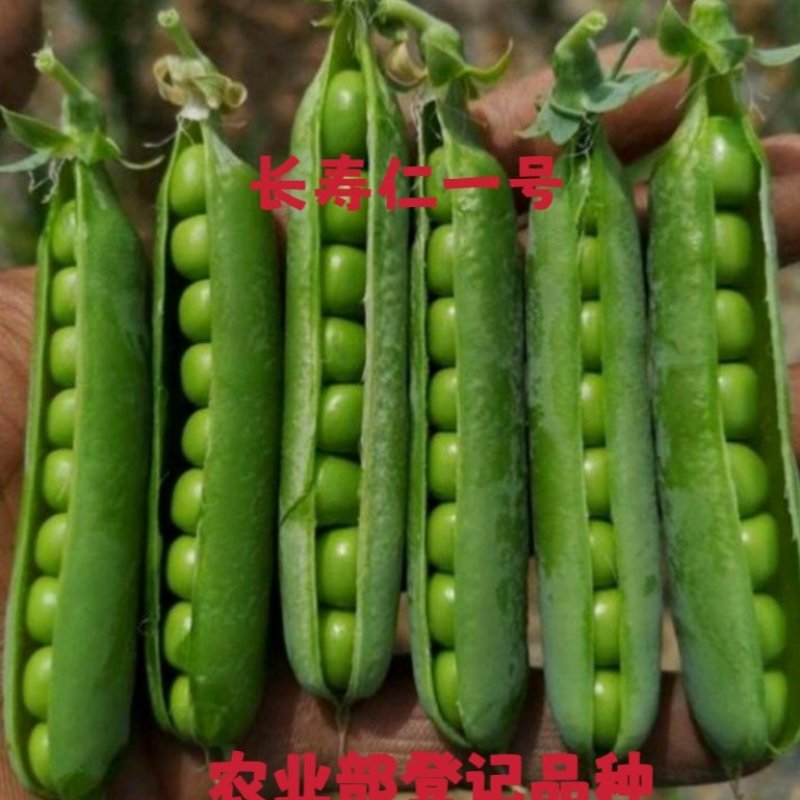 农业部登记长寿仁豌豆种子高架甜脆豌豌豆种子