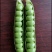 农业部登记长寿仁豌豆种子高架甜脆豌豌豆种子