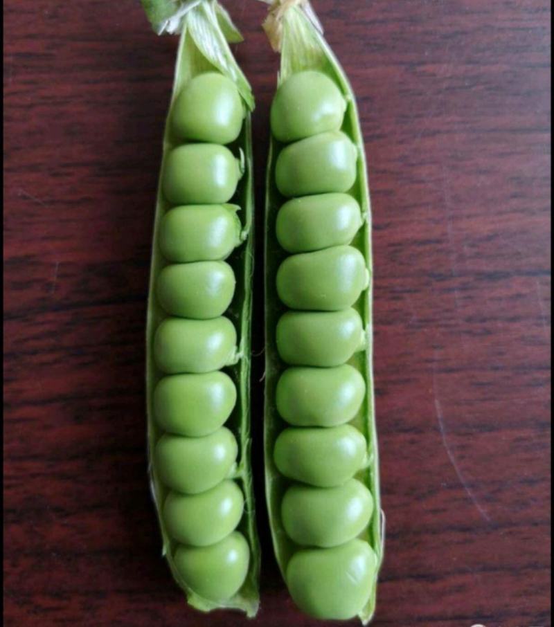 农业部登记长寿仁豌豆种子高架甜脆豌豌豆种子