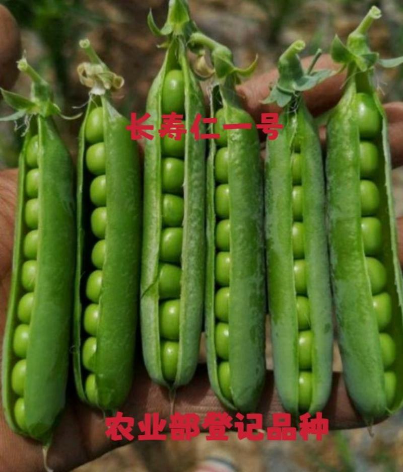 农业部登记长寿仁豌豆种子高架甜脆豌豌豆种子