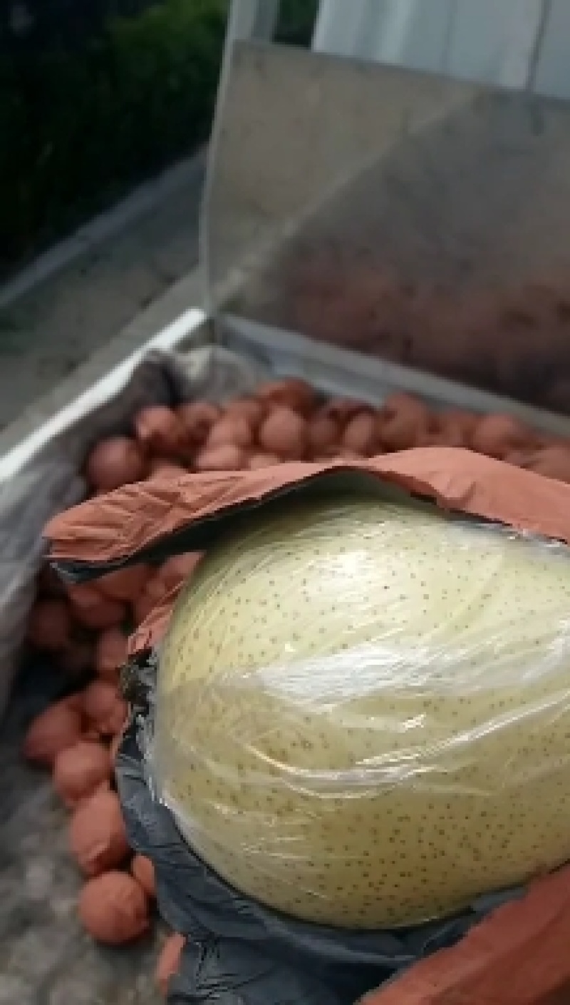 (秋月梨)黄金梨，大量上市，口感脆甜，质量保证，产地直销