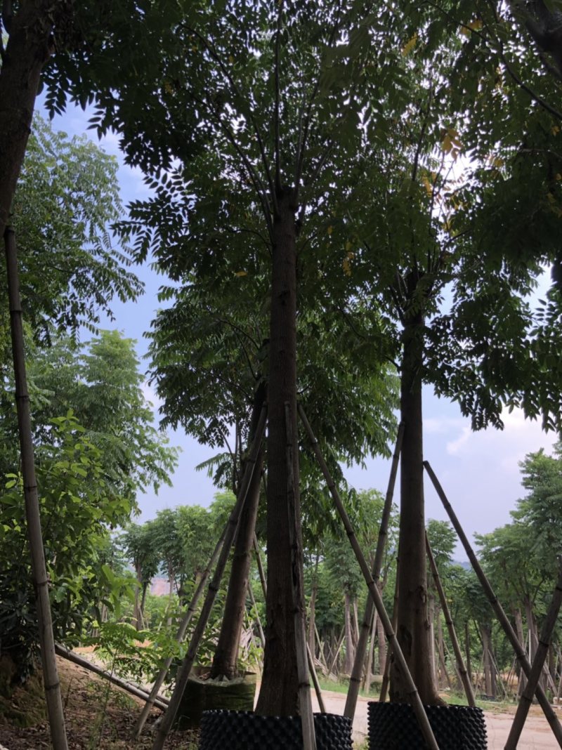 栾树（国庆花）各种规格大量现货欢迎咨询