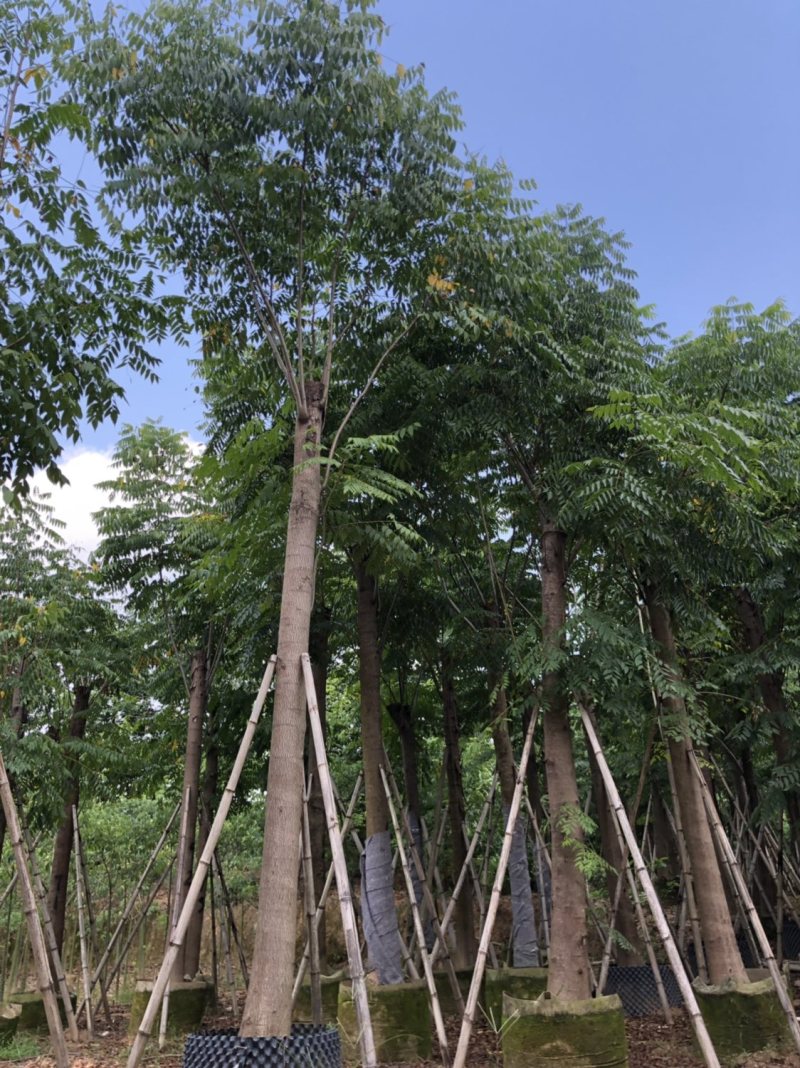 栾树（国庆花）各种规格大量现货欢迎咨询