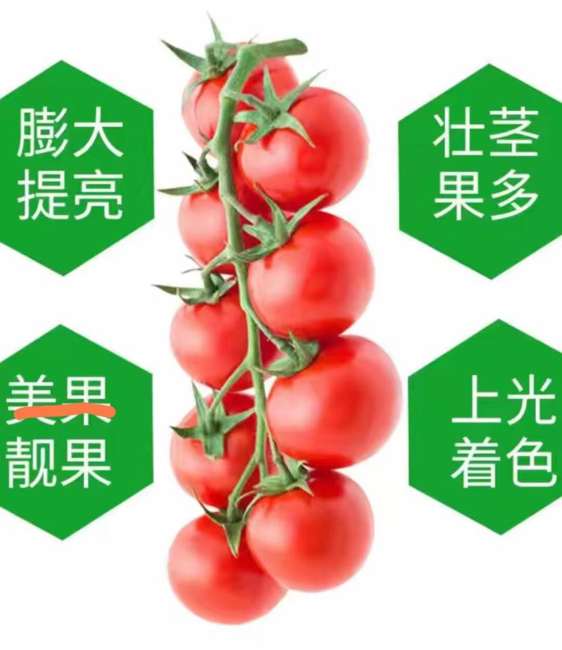 西红柿专用肥中量元素水溶肥